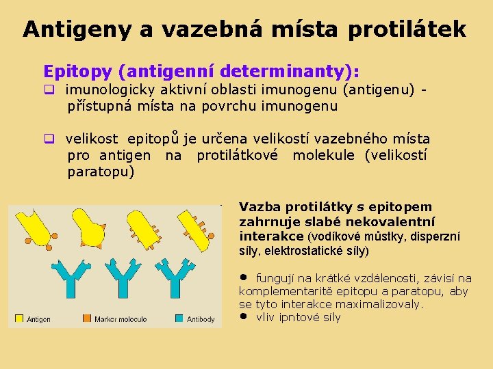 Antigeny a vazebná místa protilátek Epitopy (antigenní determinanty): q imunologicky aktivní oblasti imunogenu (antigenu)