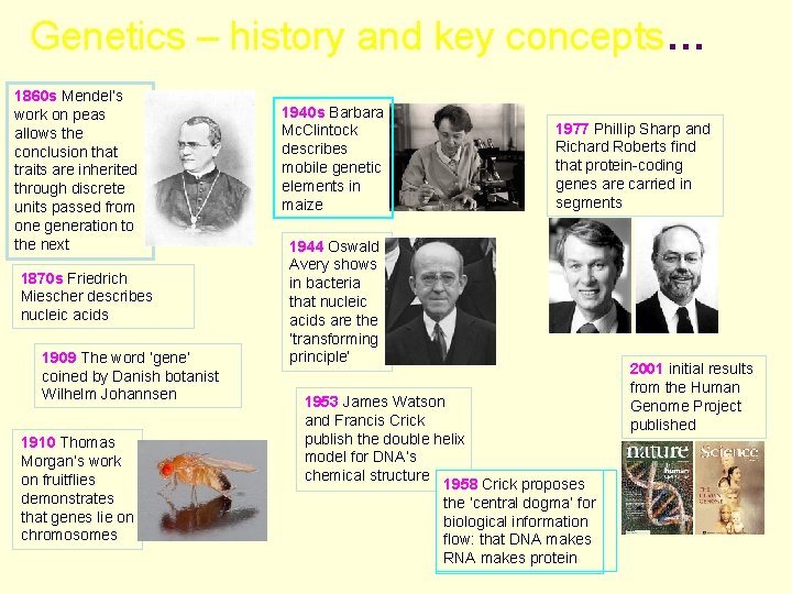 Genetics – history and key concepts… 1860 s Mendel’s work on peas allows the