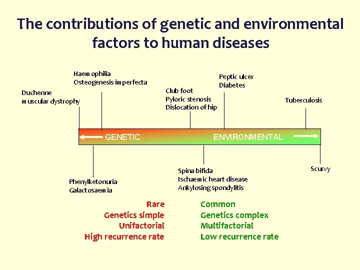 The contributions of genetic and environmental factors to human diseases Haemophilia Osteogenesis imperfecta Club