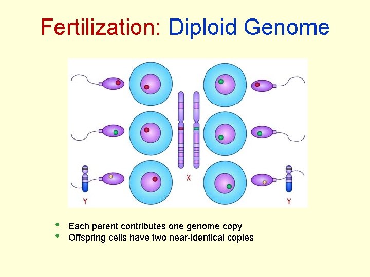 Fertilization: Diploid Genome • • Each parent contributes one genome copy Offspring cells have