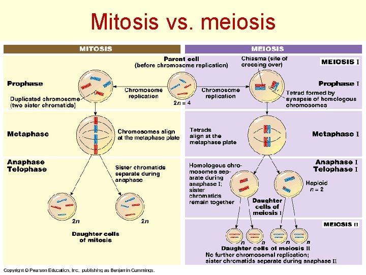 Mitosis vs. meiosis Meiosis KM 30 