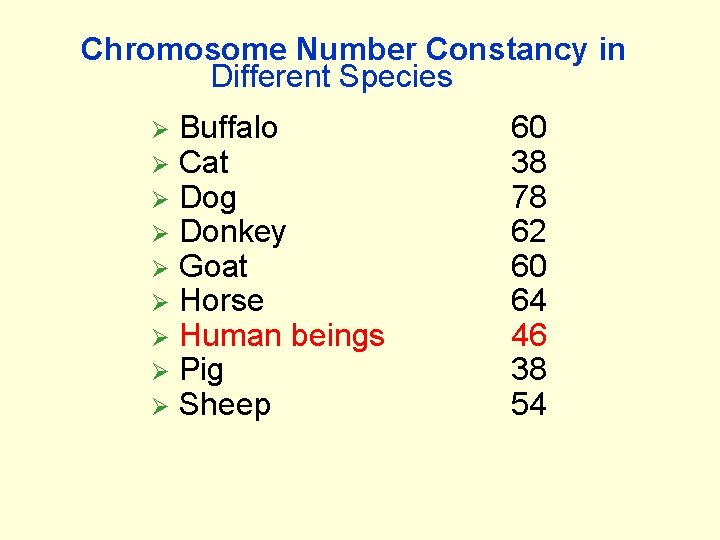 Chromosome Number Constancy in Different Species Ø Ø Ø Ø Ø Buffalo Cat Dog