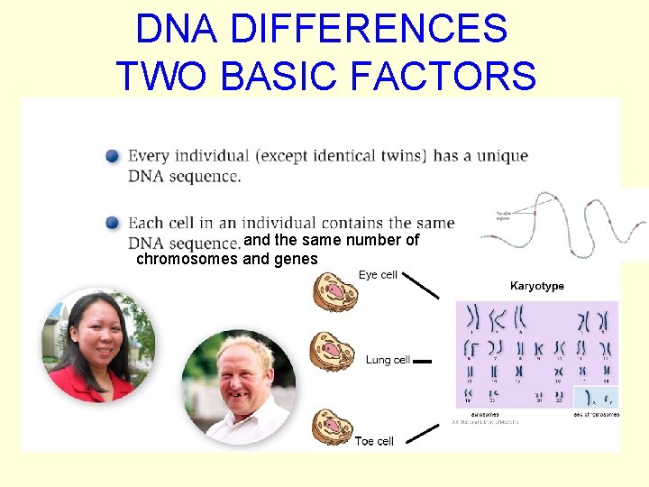 DNA DIFFERENCES TWO BASIC FACTORS and the same number of chromosomes and genes 