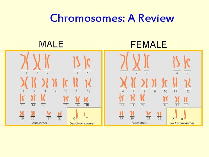 Chromosomes: A Review MALE FEMALE 