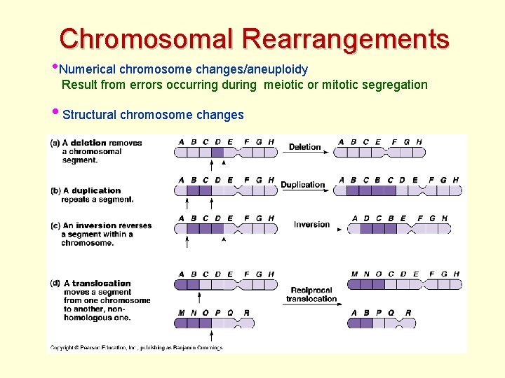 Chromosomal Rearrangements • Numerical chromosome changes/aneuploidy Result from errors occurring during meiotic or mitotic