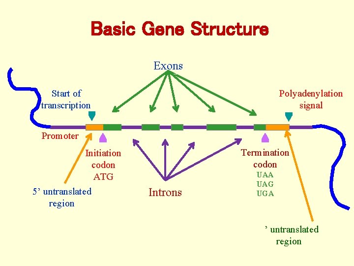 Basic Gene Structure Exons Polyadenylation signal Start of transcription Promoter Termination codon Initiation codon