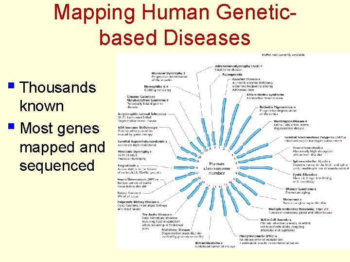 Mapping Human Geneticbased Diseases § Thousands known § Most genes mapped and sequenced 