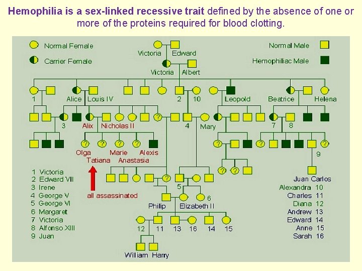 Hemophilia is a sex-linked recessive trait defined by the absence of one or more