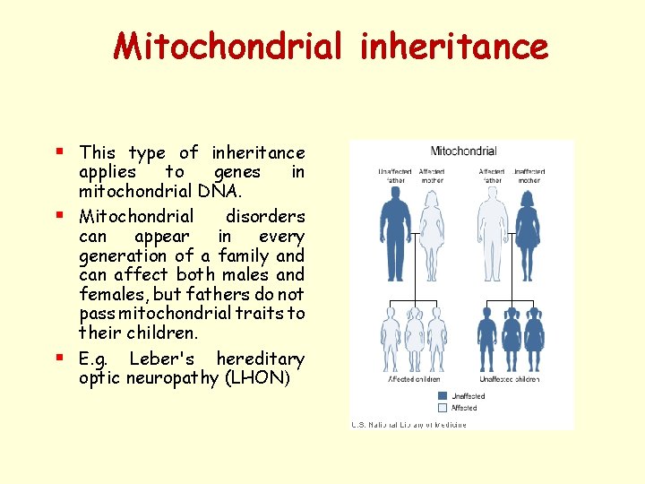 Mitochondrial inheritance § § § This type of inheritance applies to genes in mitochondrial