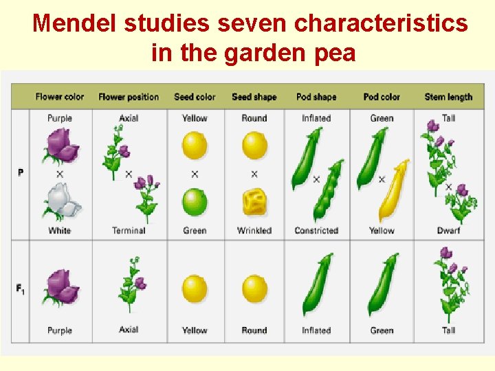 Mendel studies seven characteristics in the garden pea 