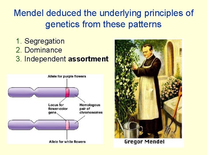 Mendel deduced the underlying principles of genetics from these patterns 1. Segregation 2. Dominance