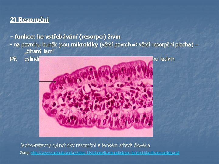 2) Rezorpční – funkce: ke vstřebávání (resorpci) živin - na povrchu buněk jsou mikroklky