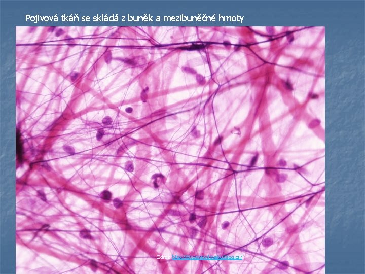 Pojivová tkáň se skládá z buněk a mezibuněčné hmoty Zdroj: http: //strucneocloveku. blog. cz/