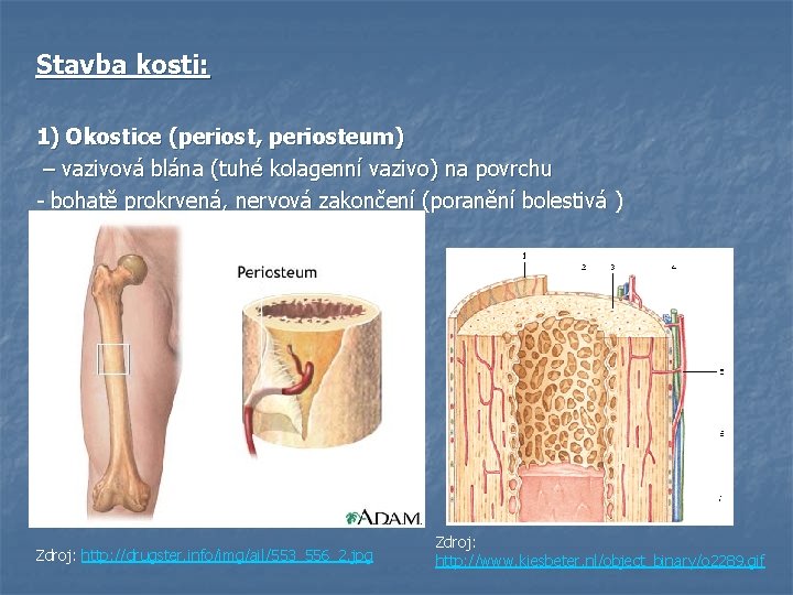 Stavba kosti: 1) Okostice (periost, periosteum) – vazivová blána (tuhé kolagenní vazivo) na povrchu