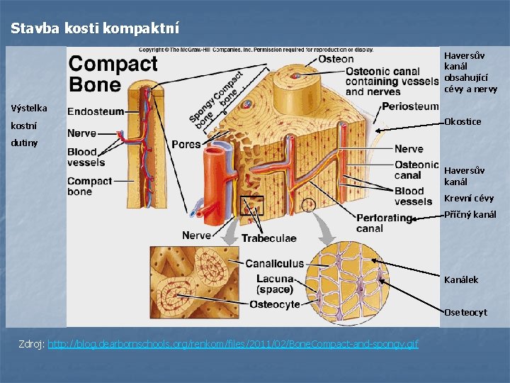 Stavba kosti kompaktní Haversův kanál obsahující cévy a nervy Výstelka kostní Okostice dutiny Haversův