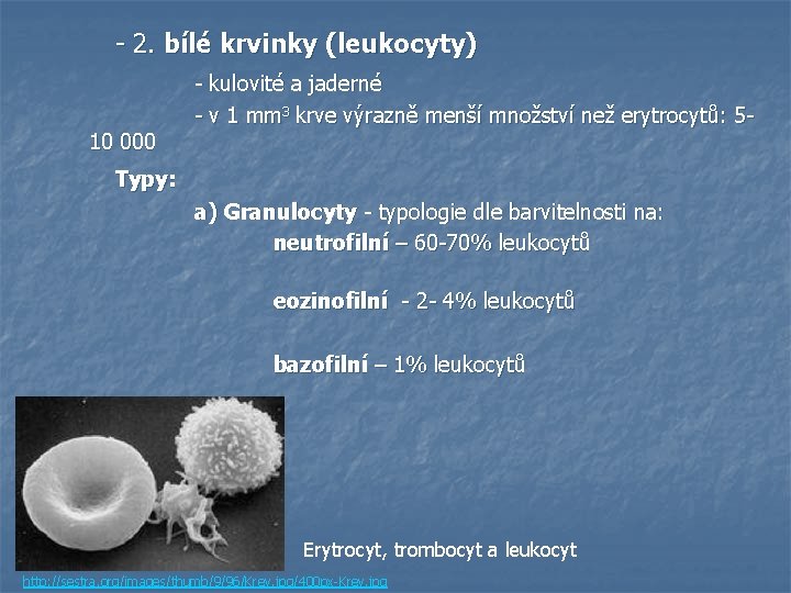 - 2. bílé krvinky (leukocyty) 10 000 - kulovité a jaderné - v 1