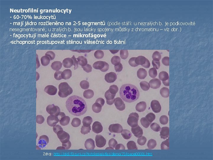 Neutrofilní granulocyty - 60 -70% leukocytů - mají jádro rozčleněno na 2 -5 segmentů