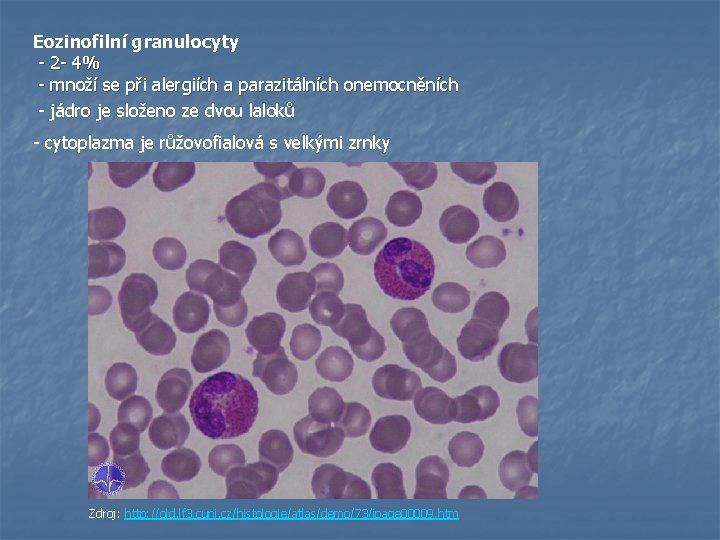 Eozinofilní granulocyty - 2 - 4% - množí se při alergiích a parazitálních onemocněních
