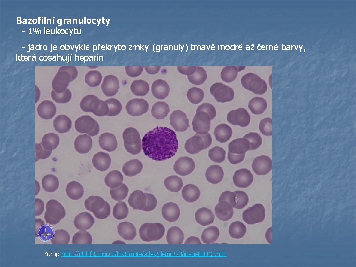 Bazofilní granulocyty - 1% leukocytů - jádro je obvykle překryto zrnky (granuly) tmavě modré
