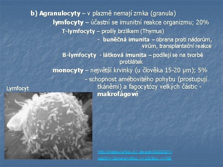 b) Agranulocyty – v plazmě nemají zrnka (granula) lymfocyty – účastní se imunitní reakce