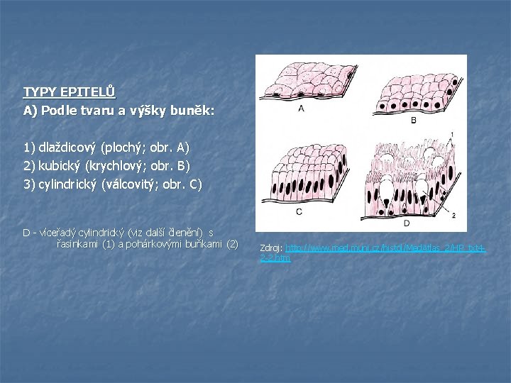 TYPY EPITELŮ A) Podle tvaru a výšky buněk: 1) dlaždicový (plochý; obr. A) 2)