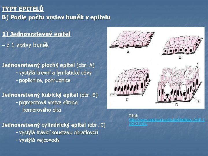 TYPY EPITELŮ B) Podle počtu vrstev buněk v epitelu 1) Jednovrstevný epitel – z