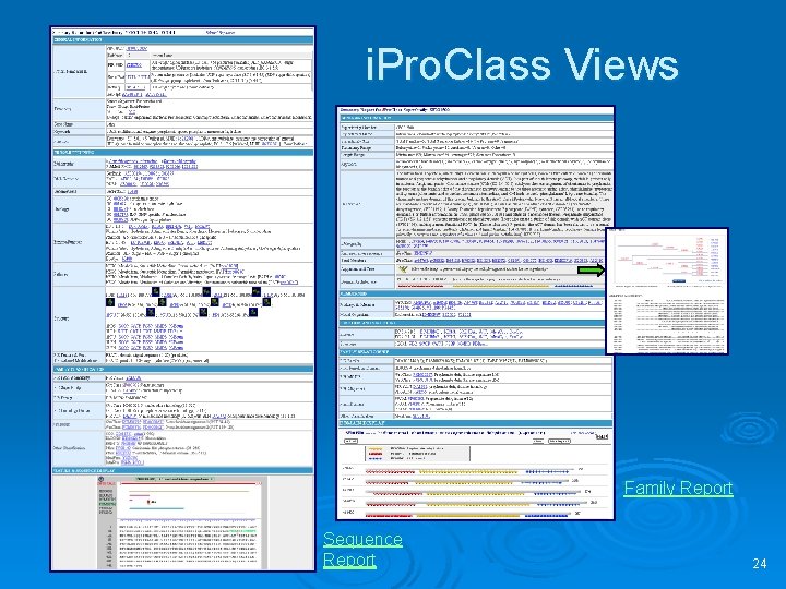 i. Pro. Class Views Family Report Sequence Report 24 