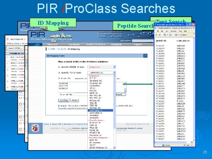 PIR i. Pro. Class Searches ID Mapping Peptide Search Text Search BLAST Search 25