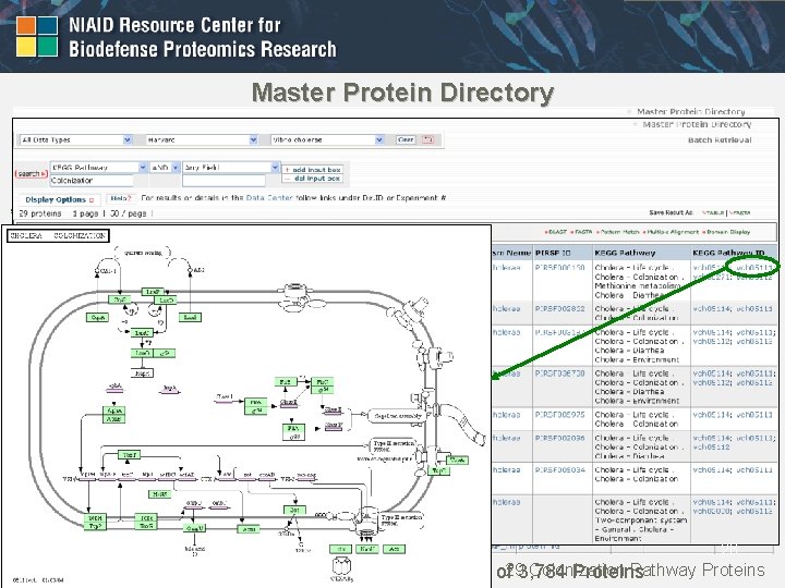 Master Protein Directory 28 Colonization Pathway Proteins Currently contains 3, 733 ORF Clones out