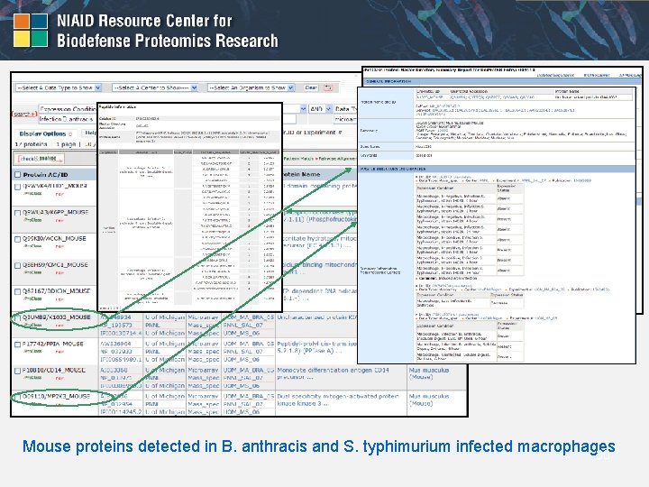 Mouse proteins detected in B. anthracis and S. typhimurium infected macrophages 30 