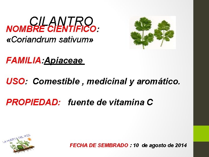 CILANTRO NOMBRE CIENTIFICO: «Coriandrum sativum» FAMILIA: Apiaceae USO: Comestible , medicinal y aromático. PROPIEDAD: