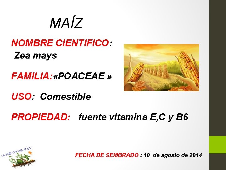 MAÍZ NOMBRE CIENTIFICO: Zea mays FAMILIA: «POACEAE » USO: Comestible PROPIEDAD: fuente vitamina E,