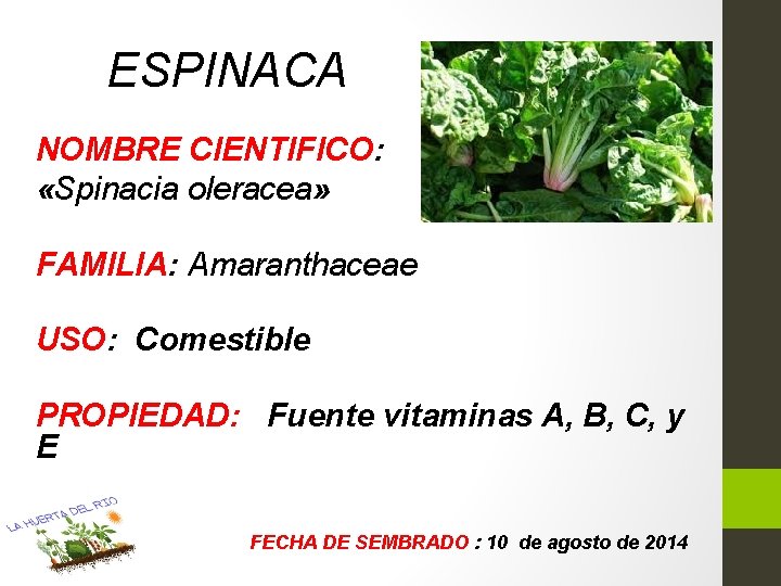 ESPINACA NOMBRE CIENTIFICO: «Spinacia oleracea» FAMILIA: Amaranthaceae USO: Comestible PROPIEDAD: Fuente vitaminas A, B,