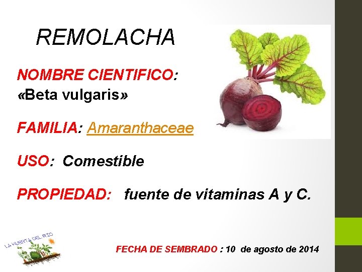 REMOLACHA NOMBRE CIENTIFICO: «Beta vulgaris» FAMILIA: Amaranthaceae USO: Comestible PROPIEDAD: fuente de vitaminas A