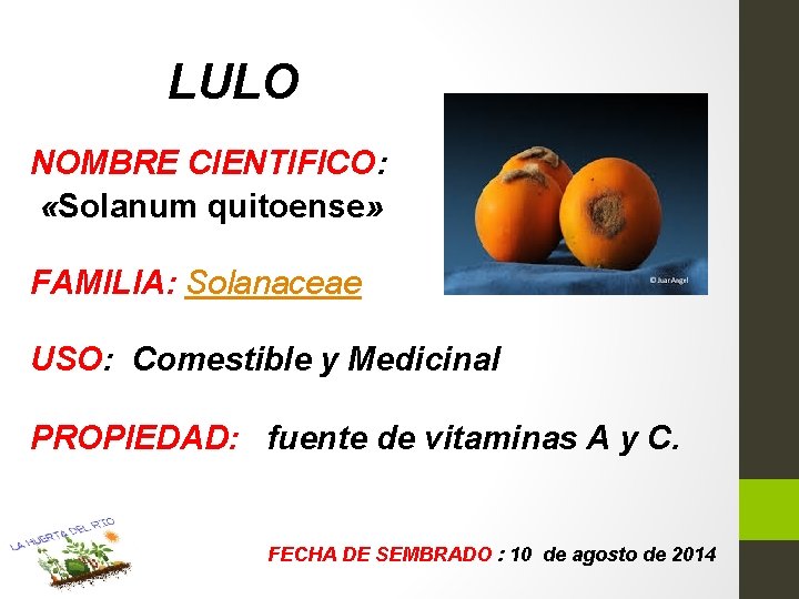 LULO NOMBRE CIENTIFICO: «Solanum quitoense» FAMILIA: Solanaceae USO: Comestible y Medicinal PROPIEDAD: fuente de
