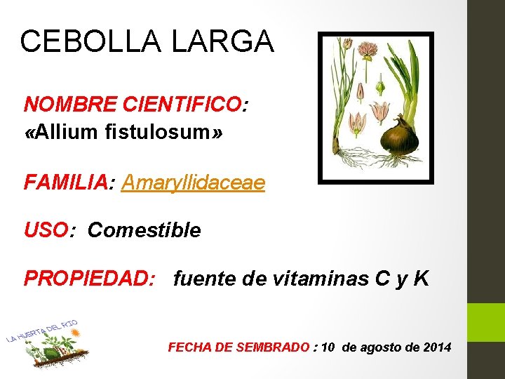 CEBOLLA LARGA NOMBRE CIENTIFICO: «Allium fistulosum» FAMILIA: Amaryllidaceae USO: Comestible PROPIEDAD: fuente de vitaminas