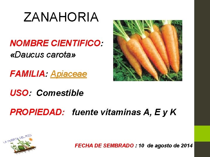 ZANAHORIA NOMBRE CIENTIFICO: «Daucus carota» FAMILIA: Apiaceae USO: Comestible PROPIEDAD: fuente vitaminas A, E