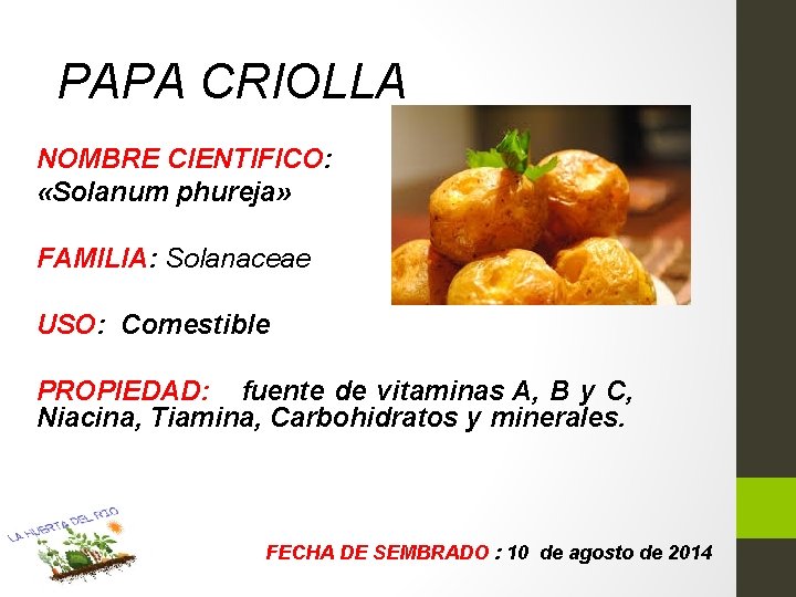 PAPA CRIOLLA NOMBRE CIENTIFICO: «Solanum phureja» FAMILIA: Solanaceae USO: Comestible PROPIEDAD: fuente de vitaminas