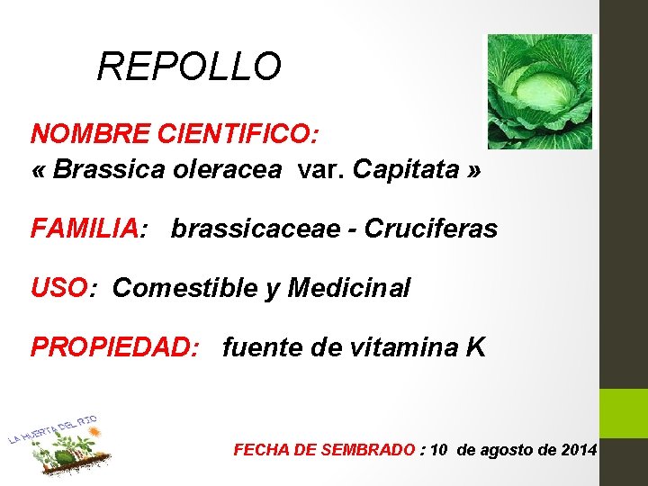 REPOLLO NOMBRE CIENTIFICO: « Brassica oleracea var. Capitata » FAMILIA: brassicaceae - Cruciferas USO:
