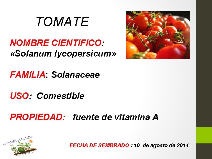 TOMATE NOMBRE CIENTIFICO: «Solanum lycopersicum» FAMILIA: Solanaceae USO: Comestible PROPIEDAD: fuente de vitamina A