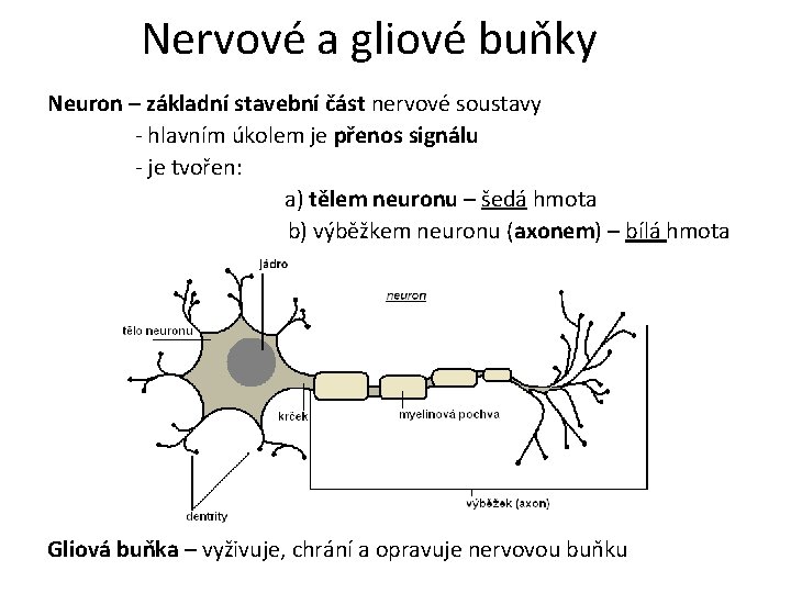 Nervové a gliové buňky Neuron – základní stavební část nervové soustavy - hlavním úkolem