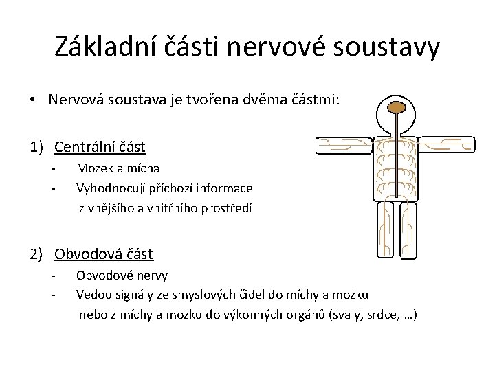 Základní části nervové soustavy • Nervová soustava je tvořena dvěma částmi: 1) Centrální část