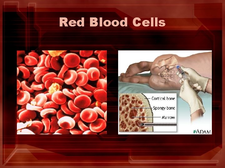 Red Blood Cells Red Blood Cells