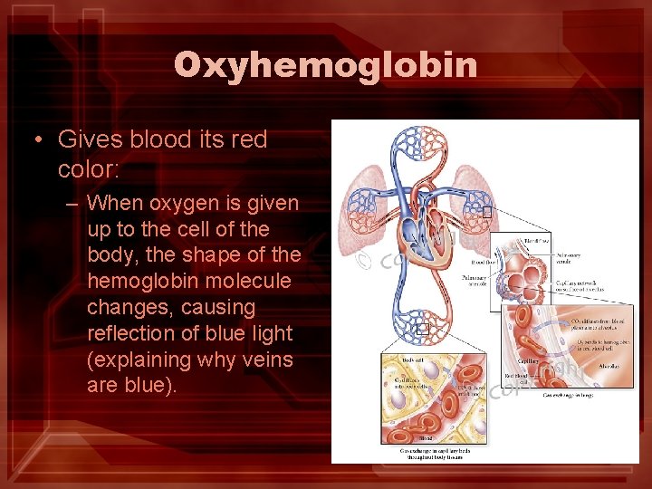 Oxyhemoglobin • Gives blood its red color: – When oxygen is given up to