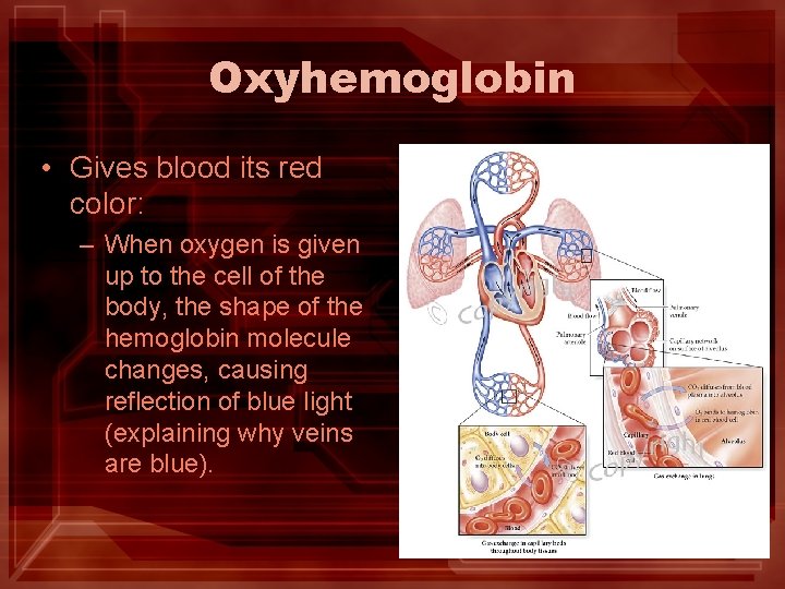 Oxyhemoglobin • Gives blood its red color: – When oxygen is given up to Oxyhemoglobin • Gives blood its red color: – When oxygen is given up to