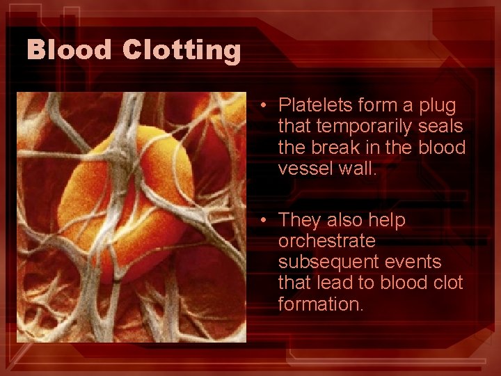Blood Clotting • Platelets form a plug that temporarily seals the break in the