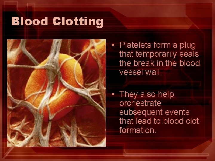 Blood Clotting • Platelets form a plug that temporarily seals the break in the Blood Clotting • Platelets form a plug that temporarily seals the break in the