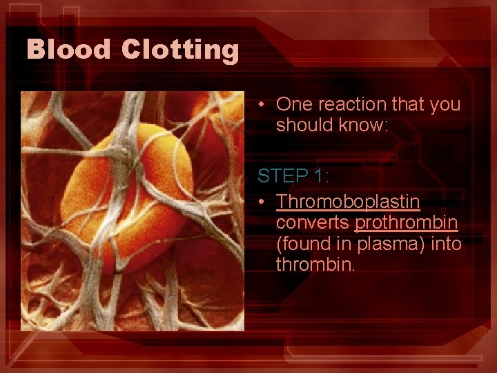 Blood Clotting • One reaction that you should know: STEP 1: • Thromoboplastin converts Blood Clotting • One reaction that you should know: STEP 1: • Thromoboplastin converts