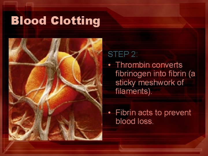 Blood Clotting STEP 2: • Thrombin converts fibrinogen into fibrin (a sticky meshwork of