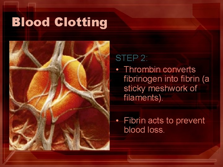 Blood Clotting STEP 2: • Thrombin converts fibrinogen into fibrin (a sticky meshwork of Blood Clotting STEP 2: • Thrombin converts fibrinogen into fibrin (a sticky meshwork of